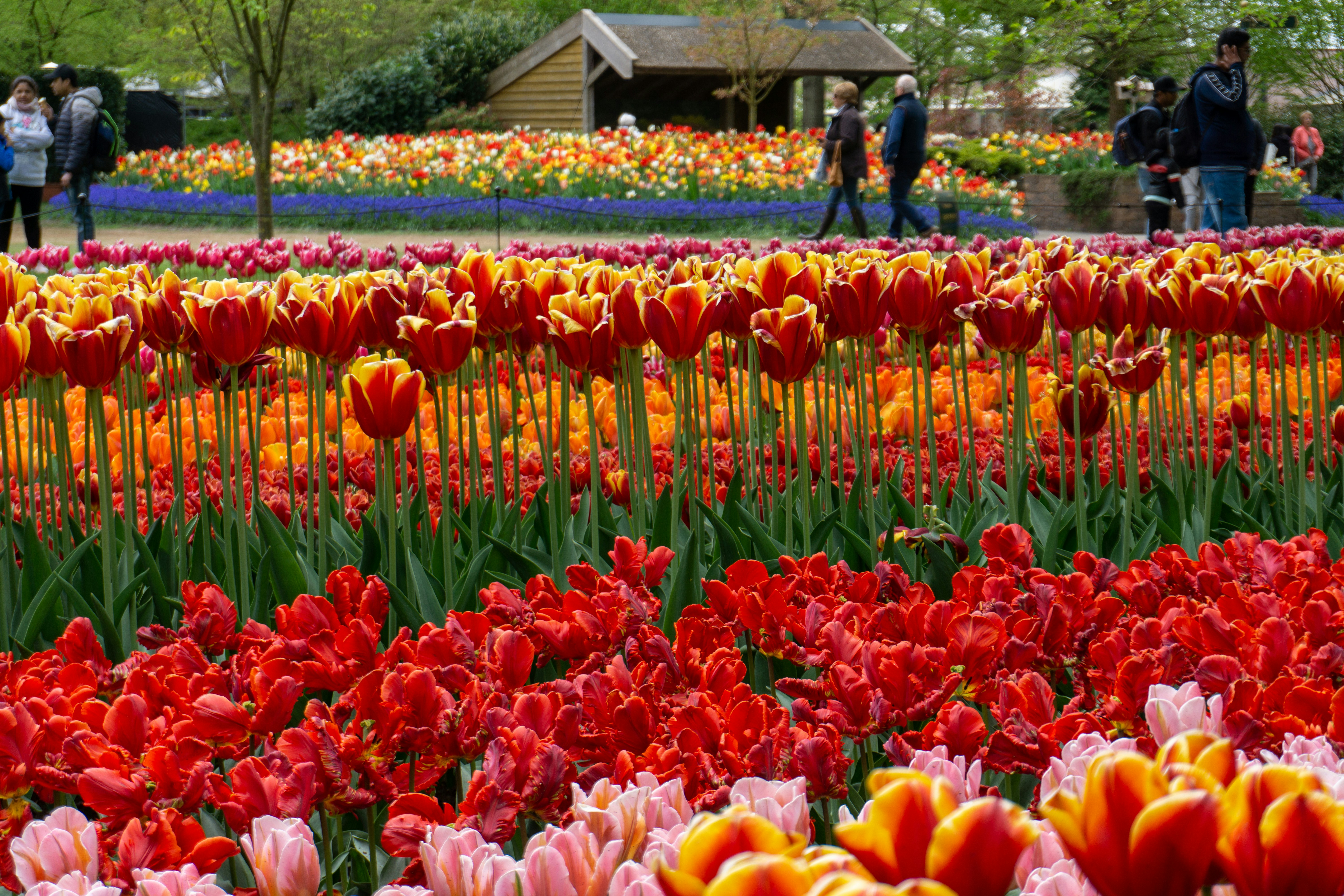 Keukenhof - Tulipaner i Nederland