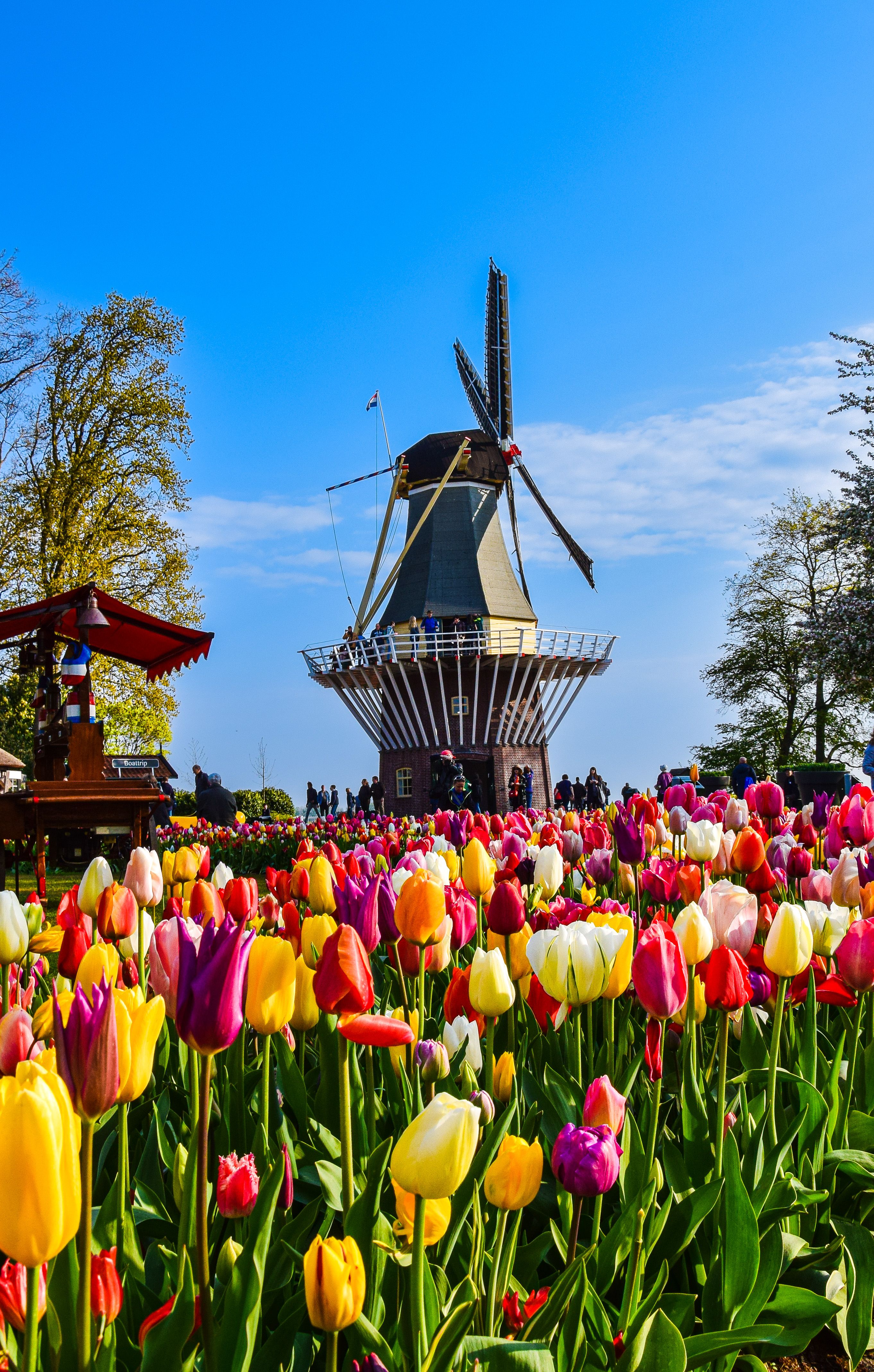 Keukenhof � Nederlands blomsterprakt