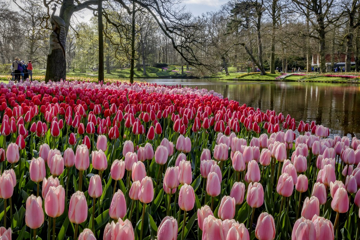 Keukenhof � tulipaner i Nederland