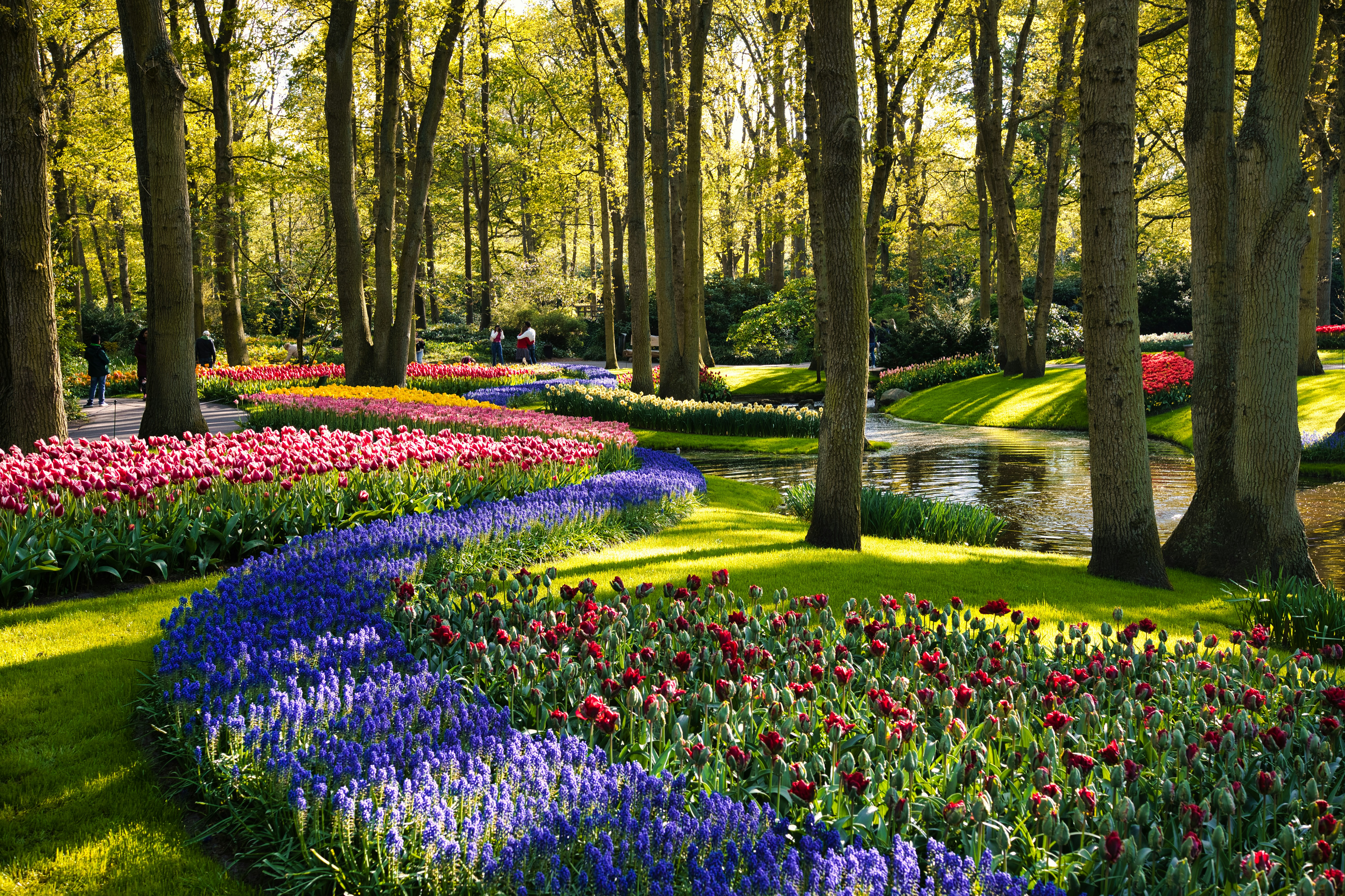 Keukenhof, Tulipaner i Nederland