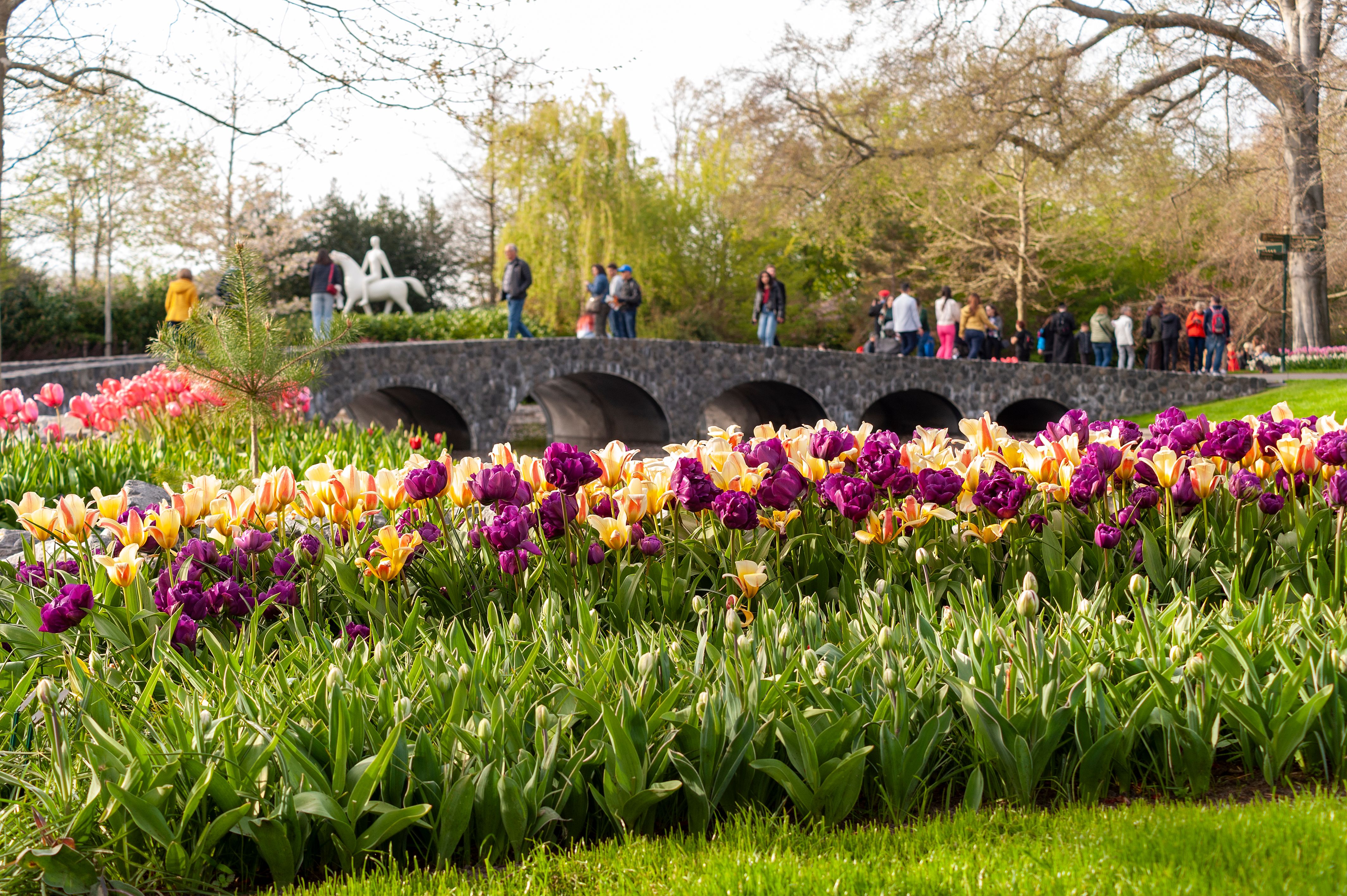 Tulipaner i Keukenhof blomsterpark, Nederland